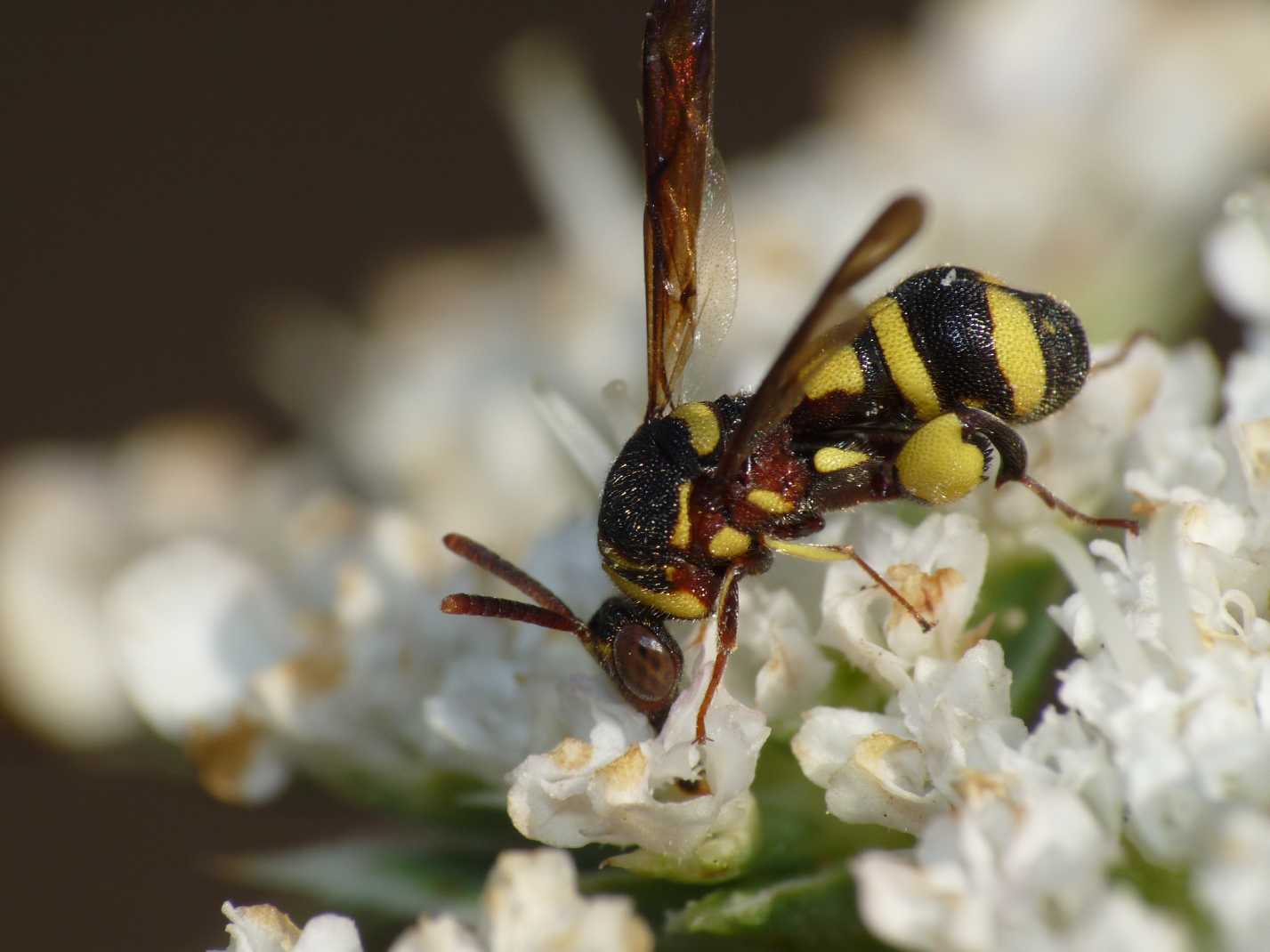 maschio di Leucospis, forse dorsigera